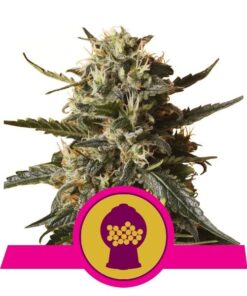 Foto Bubble gum xl 100% royal queen seeds