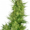 Foto Buttercream gelato sensi seeds