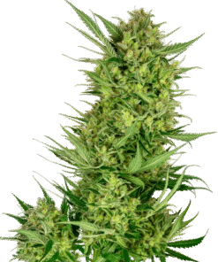 Foto Buttercream gelato sensi seeds