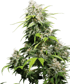 Foto California indica 100% sensi seeds