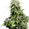 Foto California indica regular 10 unidades sensi seeds