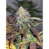 Foto California orange 100% dutch passion