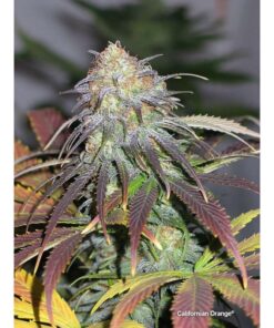 Foto California orange 100% dutch passion