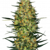 Foto Caramellow kush auto sensi seeds