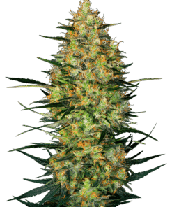 Foto Caramellow kush auto sensi seeds