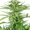 Foto Cashew kush feminizada sensi seeds