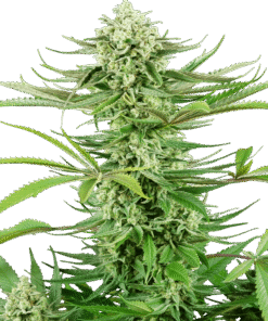 Foto Cashew kush feminizada sensi seeds