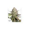 Foto Cbd auto charlotte´s angel dutch passion