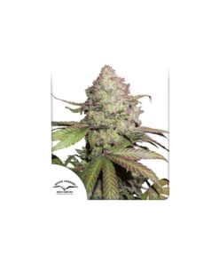 Foto Cbd auto charlotte´s angel dutch passion