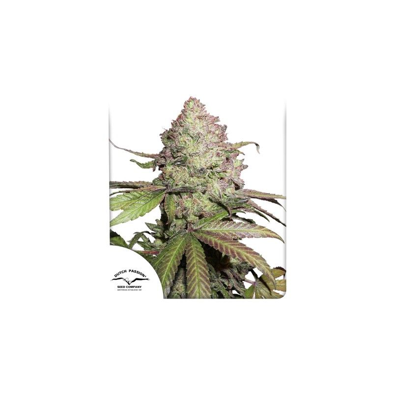 Cbd auto charlotte´s angel dutch passion Foto Cbd auto charlotte´s angel dutch passion