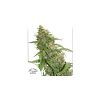 Foto Cbd auto compassion lime dutch passion