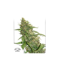 Foto Cbd auto compassion lime dutch passion