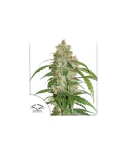 Foto Cbd auto white widow dutch passion