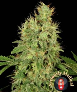 Foto Cbd-chronic seriuos seeds