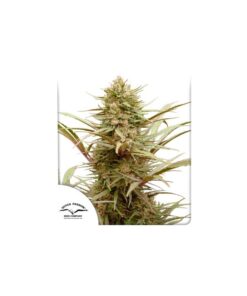 Foto Cbd compassion dutch passion