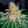 Foto Cbd jam 100% delicious