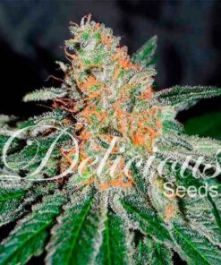 Foto Cbd jam 100% delicious