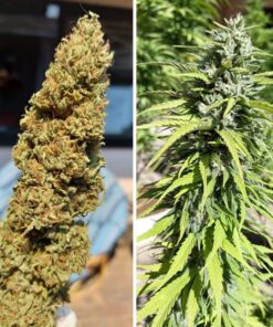 Foto Cbd kush dutch passion