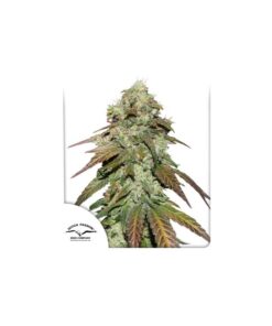 Foto CBD mazar dutch passion