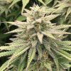 Foto Cbd skunk haze dutch passion