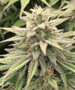 Foto Cbd skunk haze dutch passion