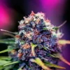 Foto Cbd+black widow positronics