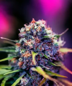 Foto Cbd+black widow positronics