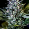 Cbd + 1 20 positronics