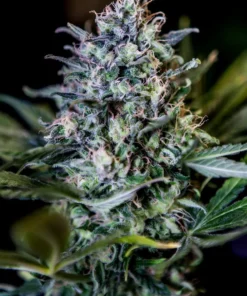 Cbd + 1 20 positronics