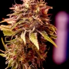 Foto Cbd+ caramelice positronics