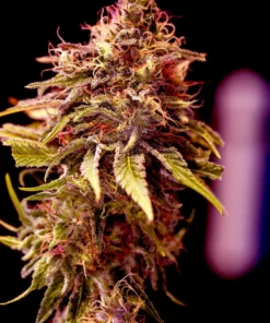 Foto Cbd+ caramelice positronics