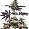 Foto Cbd+ caramelice auto positronics