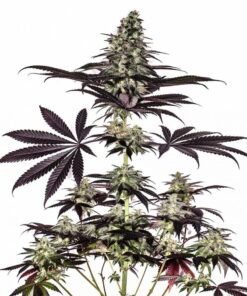 Foto Cbd+ caramelice auto positronics