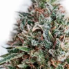 Foto Cbd+critical 47 positronics