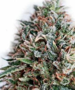 Foto Cbd+critical 47 positronics
