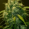 Foto Cbd+ jack diesel positronics