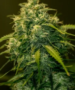 Foto Cbd+ jack diesel positronics