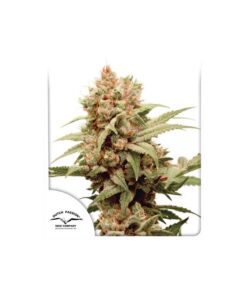 Foto Cbg-force 100% dutch passion