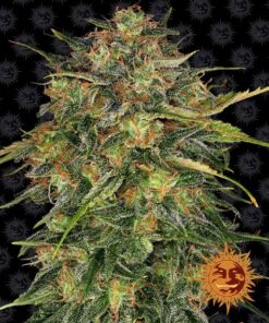 Foto Cheese 100% barneys farm