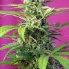 Foto Chem beyond diesel cbd sweet seeds
