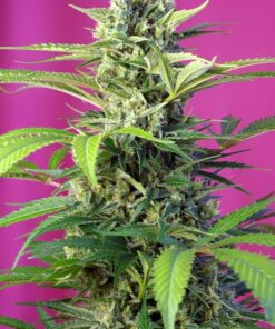 Foto Chem beyond diesel cbd sweet seeds