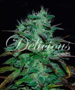 Foto Chocobang 100% delicious
