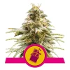 Foto Chocolate haze 100% royal queen seeds