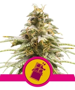 Foto Chocolate haze 100% royal queen seeds