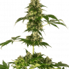 Foto Cobalt haze 100% sensi seeds