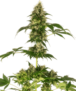 Foto Cobalt haze 100% sensi seeds