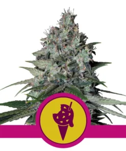 Cookies gelato 100% royal queen seeds