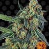 Foto Cookies kush 100% barney's farm seeds