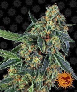 Foto Cookies kush 100% barney's farm seeds