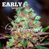 Foto Cotton candy kush early version delicious